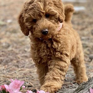 Meet your Posher, Alba